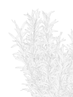 Rosemary in Pot