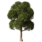 Round Leaves Broadleaf Tree