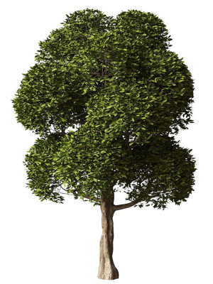 round-leaves-broadleaf-tree-3d-model-2927bfc7fd
