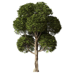 Round Leaves Broadleaf Tree