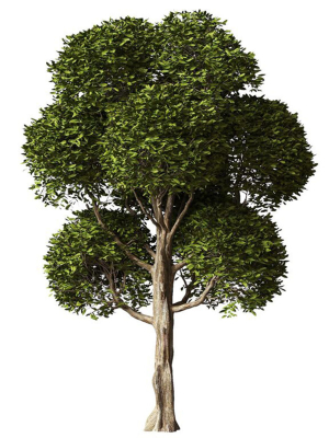 Round Leaves Broadleaf Tree