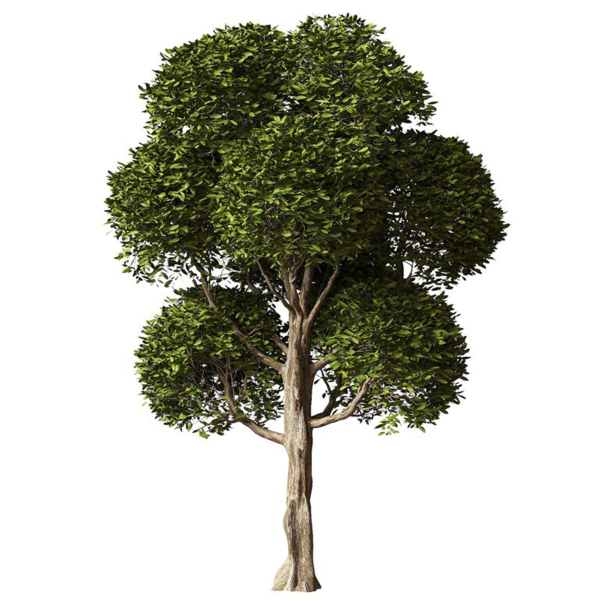 Round Leaves Broadleaf Tree