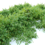 Rudy haag burning bush