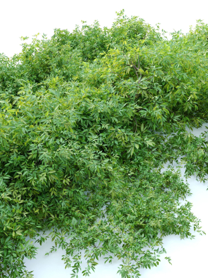 rudy-haag-burning-bush-3d-model-max-fbx