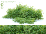Rudy haag burning bush