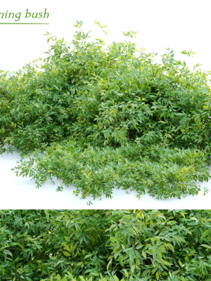 Rudy haag burning bush