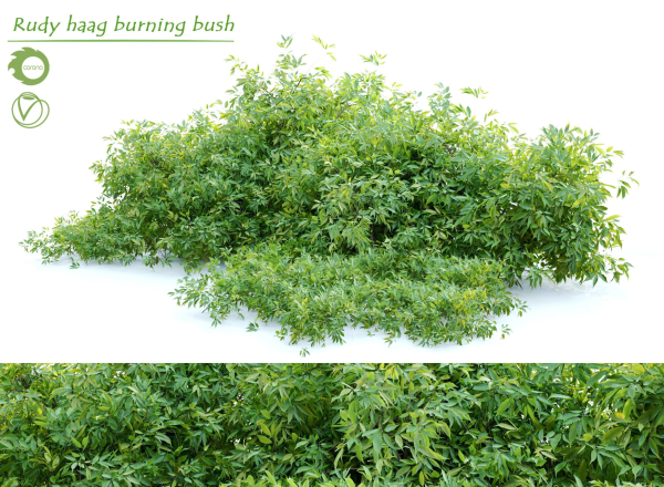Rudy haag burning bush