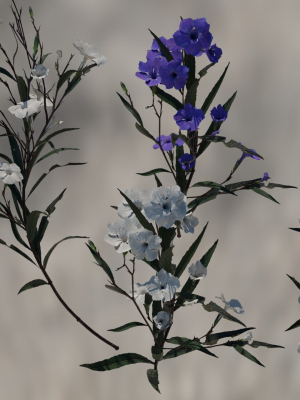 ruellia-simplex-or-mexican-petunia-3d-model-0f0c23eeca