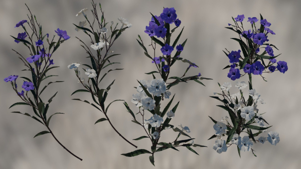Ruellia Simplex or mexican petunia