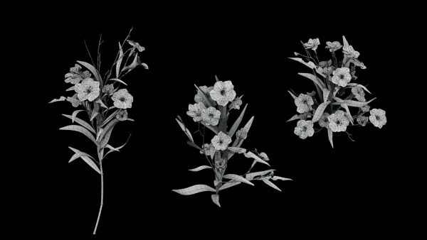 Ruellia Simplex or mexican petunia