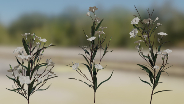 Ruellia Simplex or mexican petunia