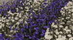 Ruellia Simplex or mexican petunia