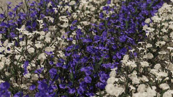 Ruellia Simplex or mexican petunia