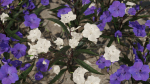 Ruellia Simplex or mexican petunia