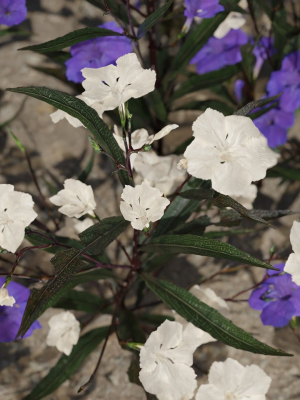 Ruellia Simplex or mexican petunia