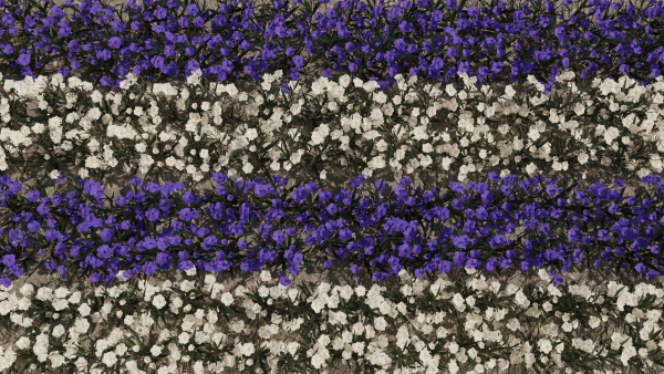 Ruellia Simplex or mexican petunia