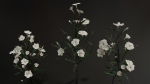 Ruellia Simplex or mexican petunia