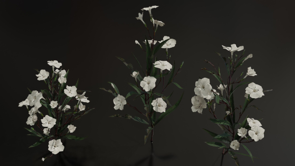 Ruellia Simplex or mexican petunia