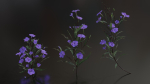 Ruellia Simplex or mexican petunia
