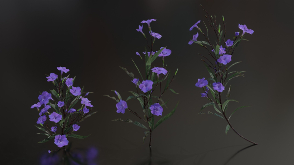 Ruellia Simplex or mexican petunia