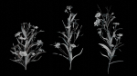 Ruellia Simplex or mexican petunia