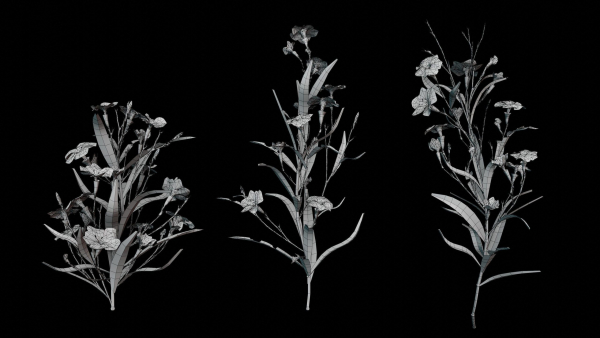 Ruellia Simplex or mexican petunia