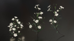 Ruellia Simplex or mexican petunia