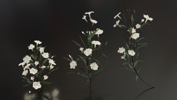 Ruellia Simplex or mexican petunia