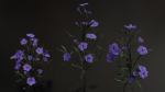 Ruellia Simplex or mexican petunia