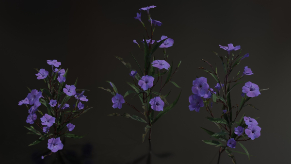Ruellia Simplex or mexican petunia