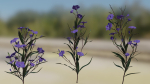 Ruellia Simplex or mexican petunia