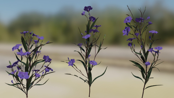 Ruellia Simplex or mexican petunia