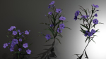 Ruellia Simplex or mexican petunia