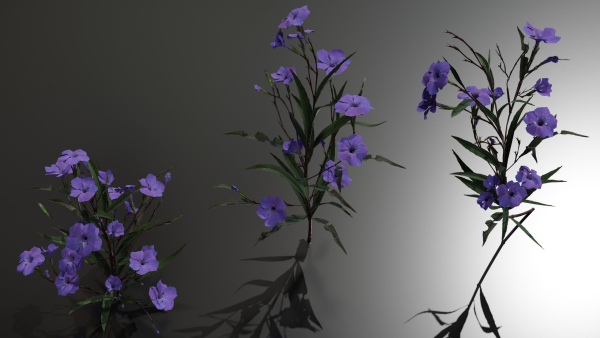 Ruellia Simplex or mexican petunia