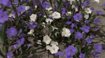 Ruellia Simplex or mexican petunia