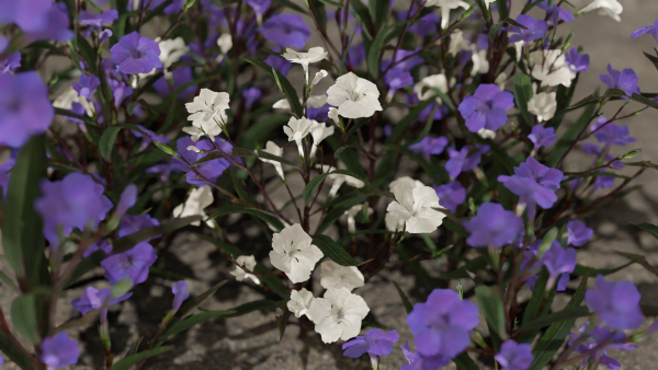 Ruellia Simplex or mexican petunia