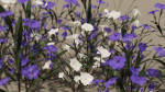 Ruellia Simplex or mexican petunia