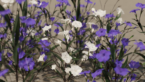 Ruellia Simplex or mexican petunia