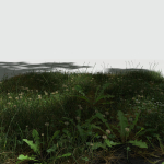 Ryegrass Meadow Patch
