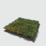 Ryegrass Meadow Patch