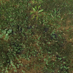 Ryegrass Meadow Patch