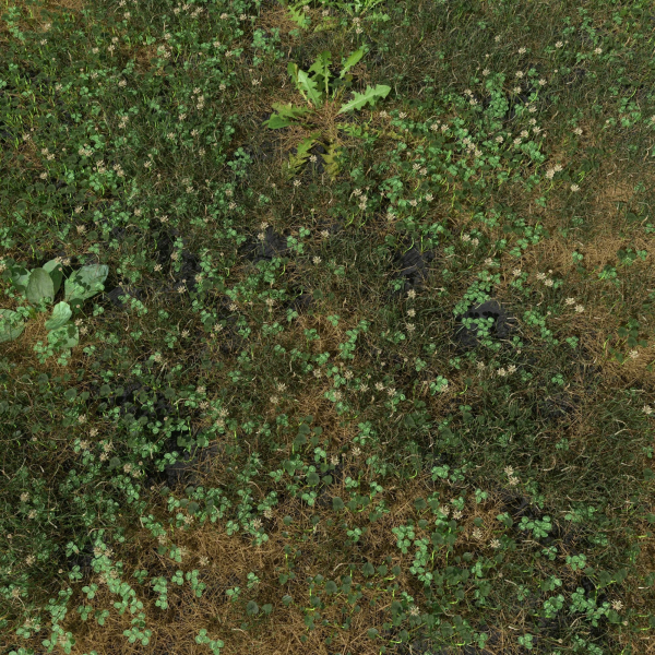 Ryegrass Meadow Patch