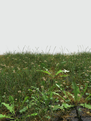Ryegrass Meadow Patch