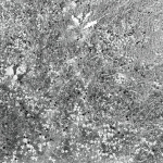 Ryegrass Meadow Patch