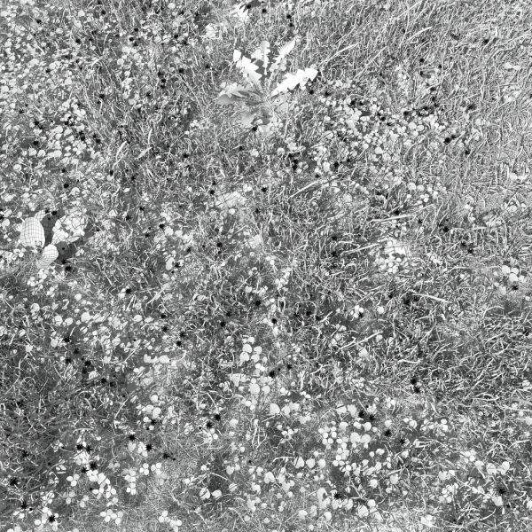 Ryegrass Meadow Patch