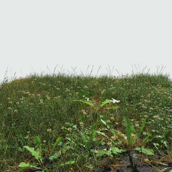 Ryegrass Meadow Patch