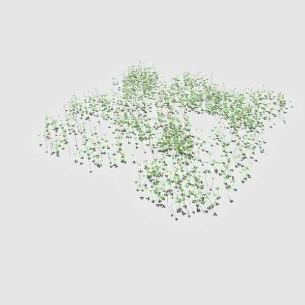 Ryegrass Meadow Patch