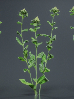 safflower-distaff-thistle-false-saffron-carthamus-tinctorius-3d-model-2fffc80376