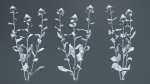 Safflower Distaff Thistle False Saffron Carthamus Tinctorius