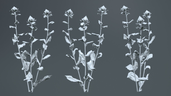 Safflower Distaff Thistle False Saffron Carthamus Tinctorius